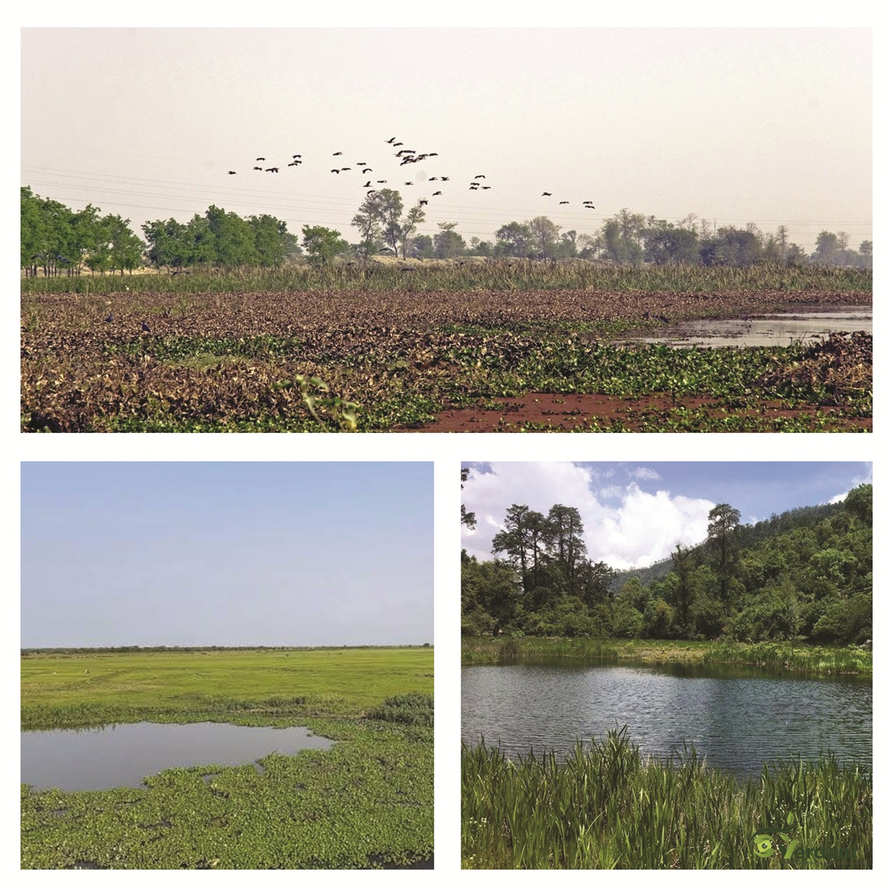 Ecosystem-Based Adaptation (EbA)